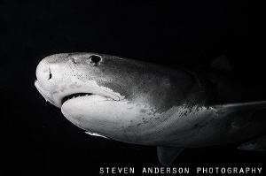 Appearance at Dark, this Tiger Shark makes a quick pass! by Steven Anderson 